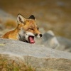 Liska obecna - Vulpes vulpes - Red Fox 2160